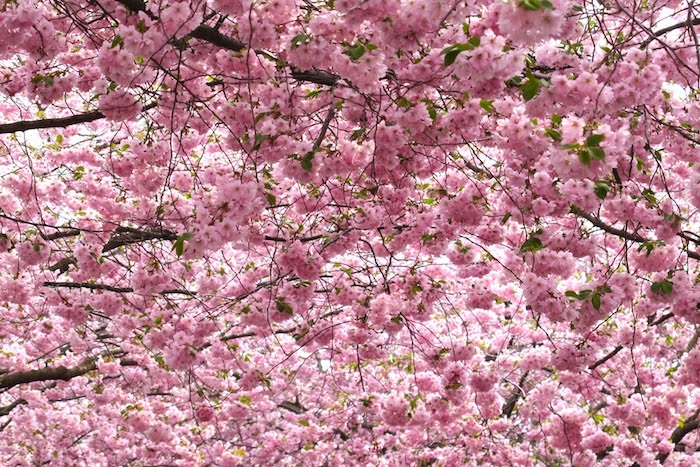 Japanska körsbärsträd