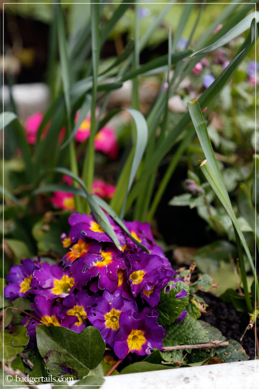 Purple Primrose flowers