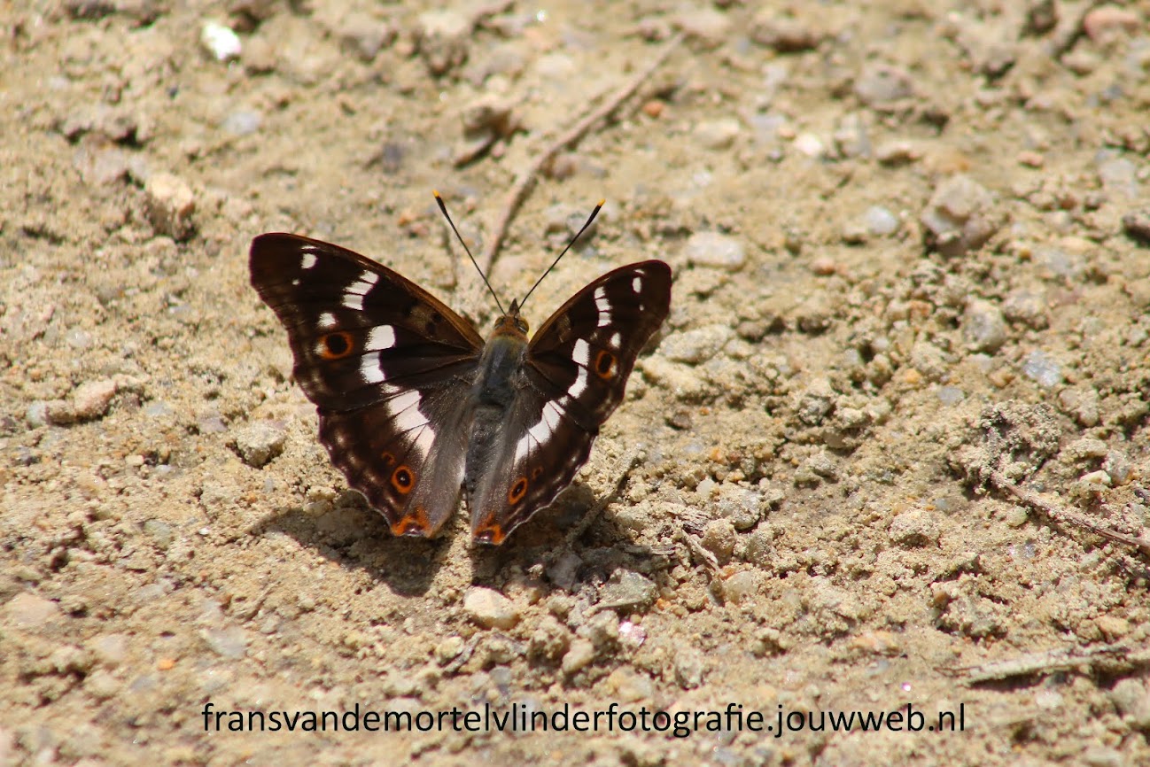 Grote Weerschijnvlinder