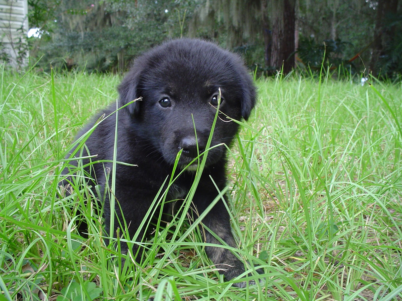 The New Puppy Early Training