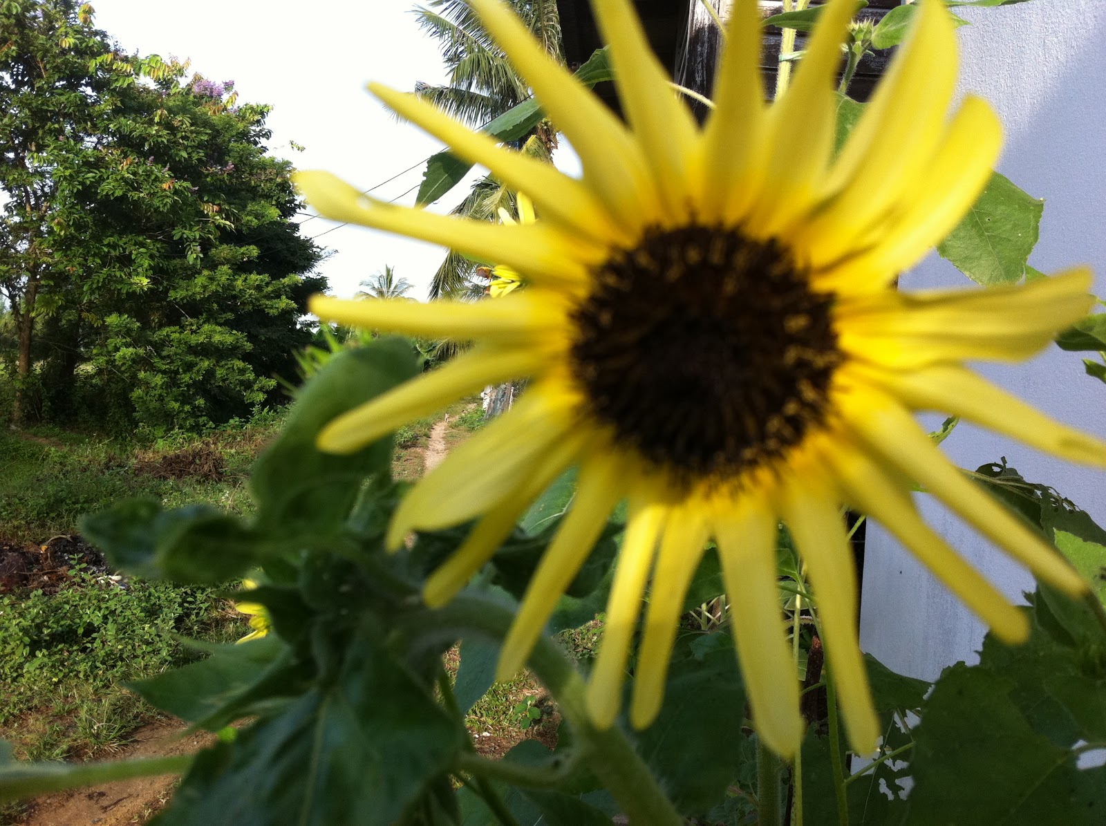 My Experimental Garden Italian white sunflower