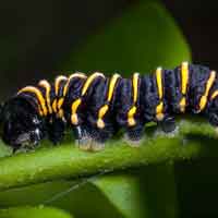 Metamoforse comparação