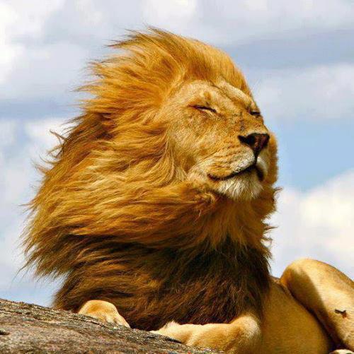 leon+pelos+al+viento