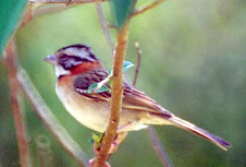 Fauna Bacia Taquari-Antas - Fonte: Aepan-ONG - Série: Aves