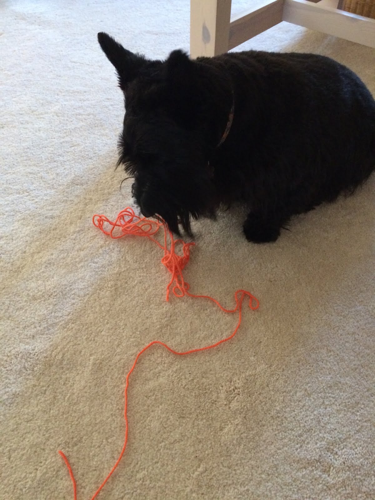 How To Make Parachute Cord Dog Collar at Dale Barker blog