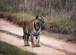 tiger walking @ Kanha _ kisali national park MP