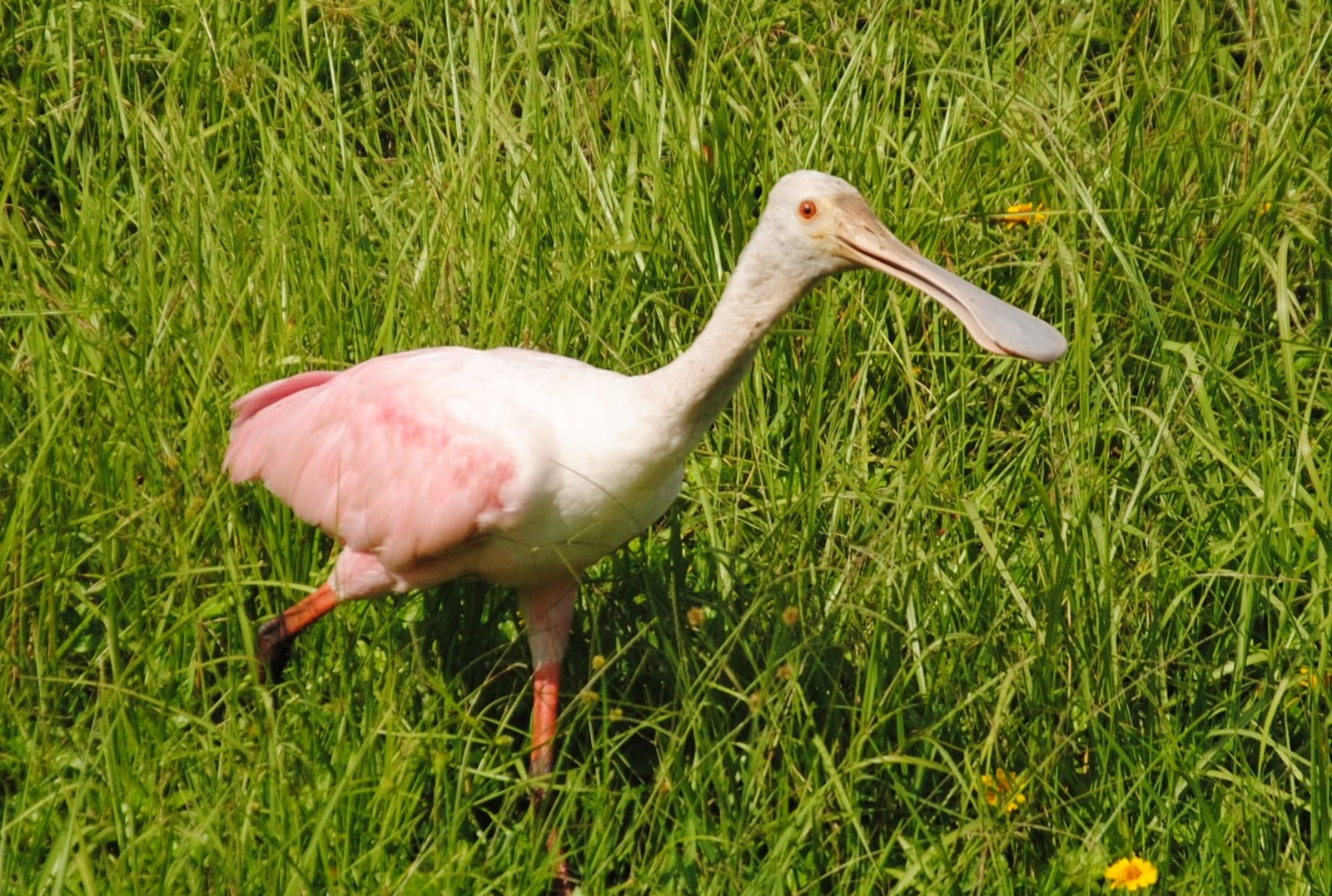 Field Notes and Photos: Roseate Spoonbill (Platalea ajaja)