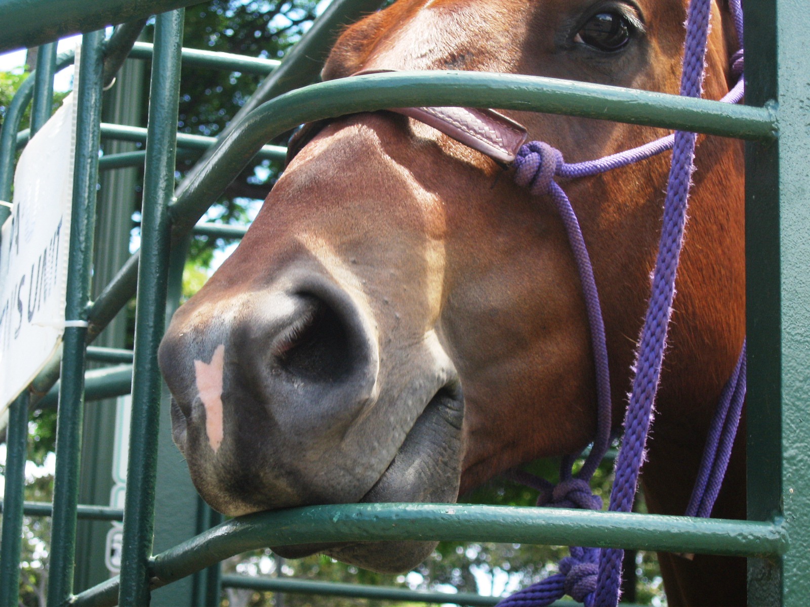 Slip with Snak KING KAMEHAMEHA DAY HORSES, HORSE LEI & POOPER SCOOPERS