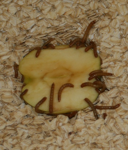 Gourmet Bugs: We Have Composting Worms & Mealworms! Biology Diagrams