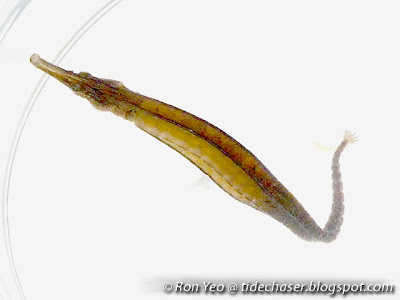 Short-bodied Pipefish (Choeroichthys brachysoma)