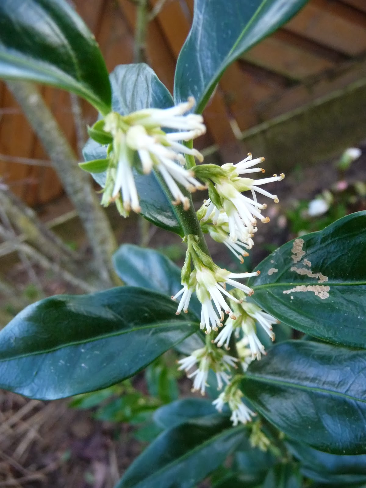 Les 368 Meilleures Images De Arbustes En 2020 Arbuste Jardins