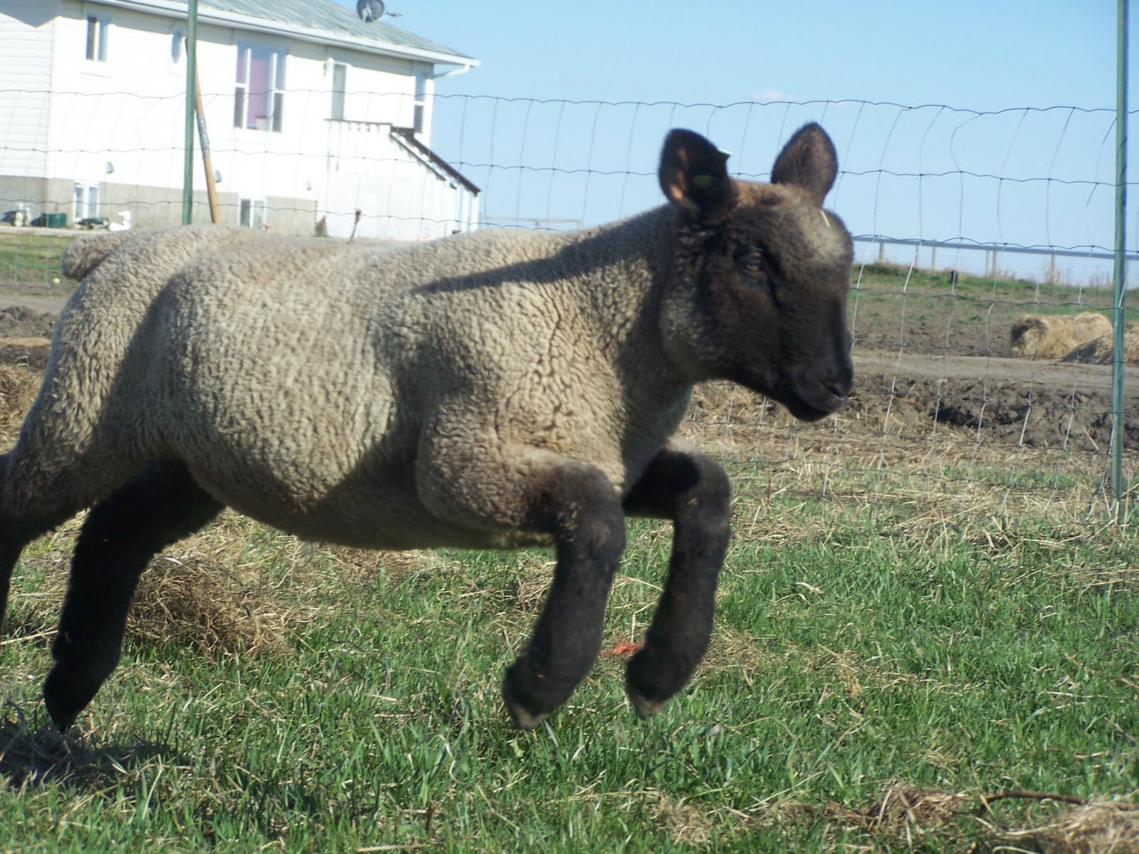 Prairie Winds Hampshires Lamb Workout