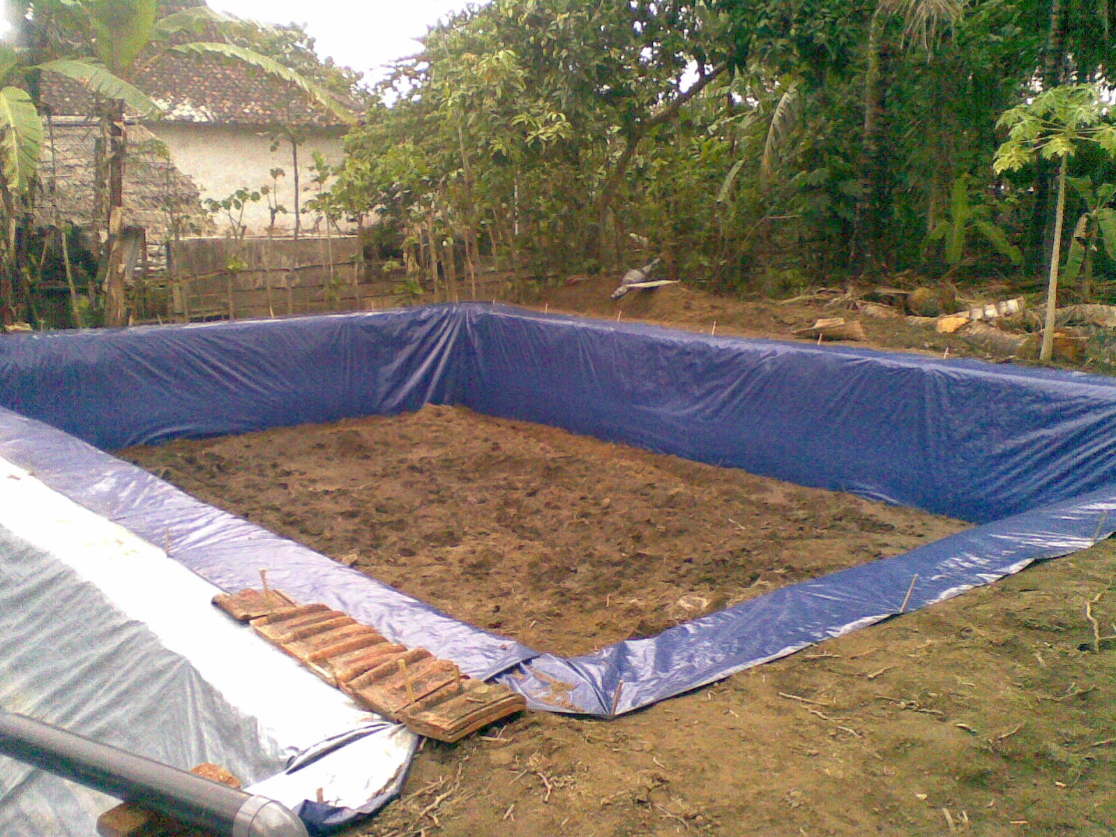 Pendederan Ikan Juli 2015