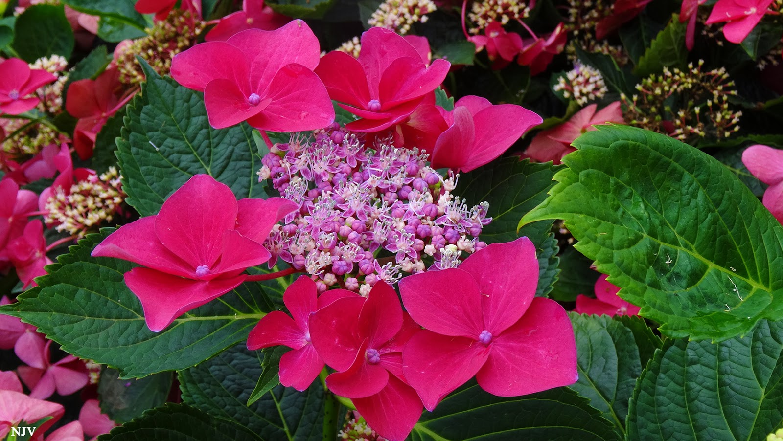 Life Between The Flowers Choisya Ternata Mexican Orange Shrub
