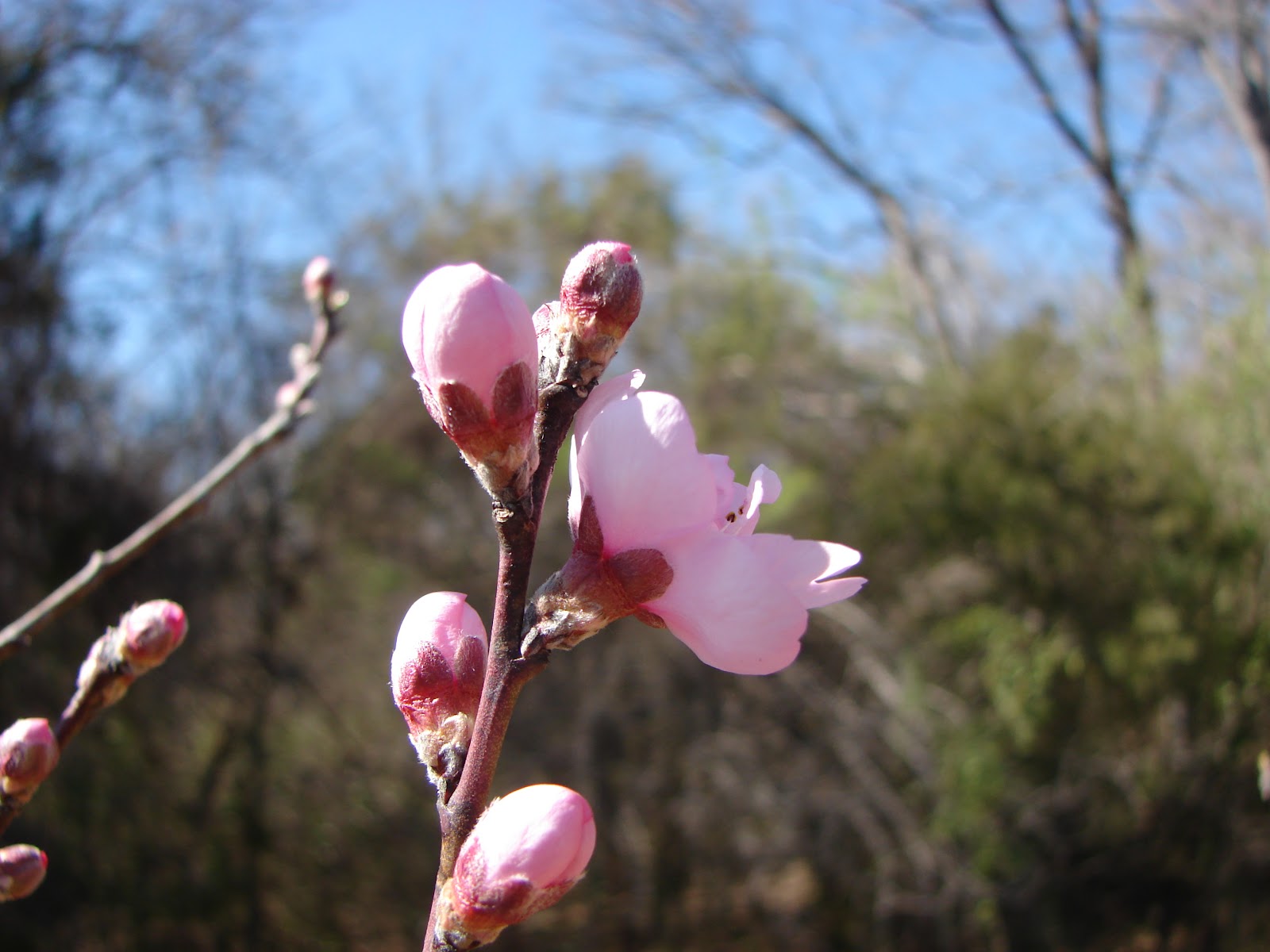 Owls' Knob... Tales of the Ozark Mountains How Do I Prune Neglected