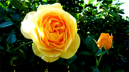 Champagne roses color wedding wordpress 2010 rose flowers The Sunny Raw Kitchen: An Ode to Roses