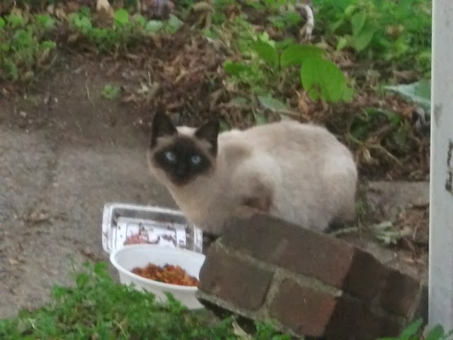 Siamese