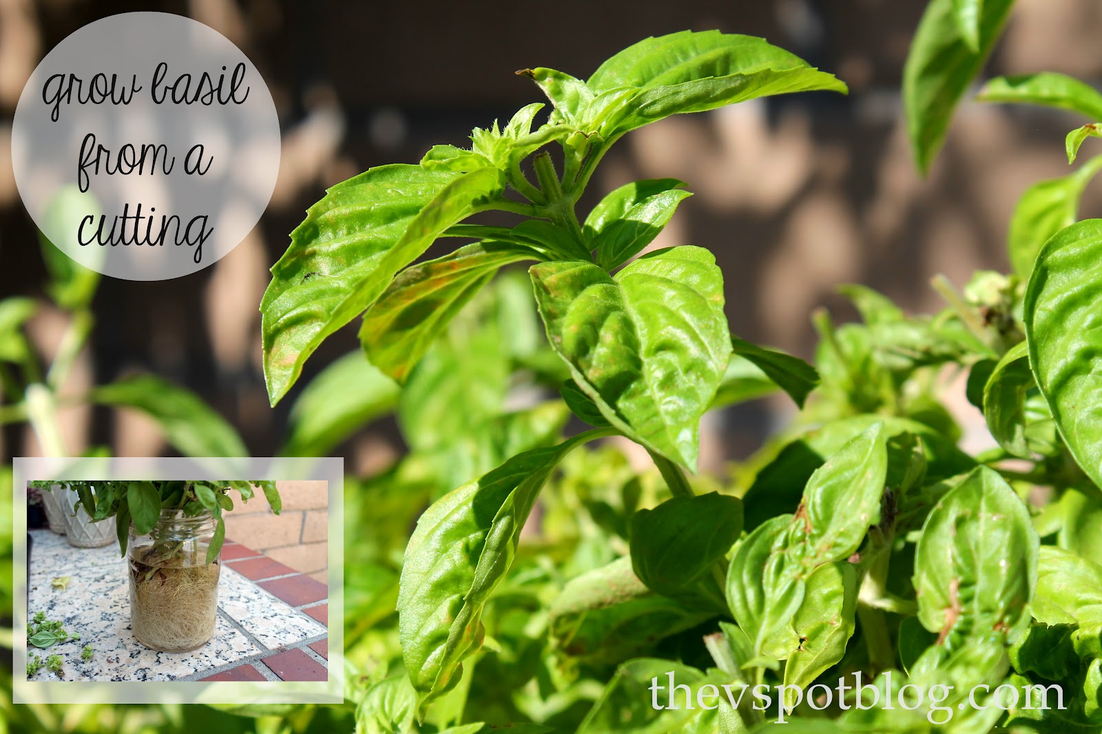 Easy garden tip Planting basil from cuttings The V Spot
