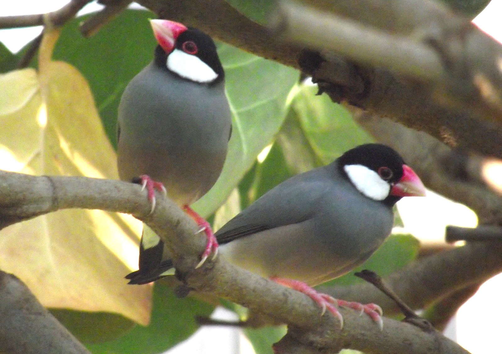 writing my life The Birds of (everywhere but) Hawaii