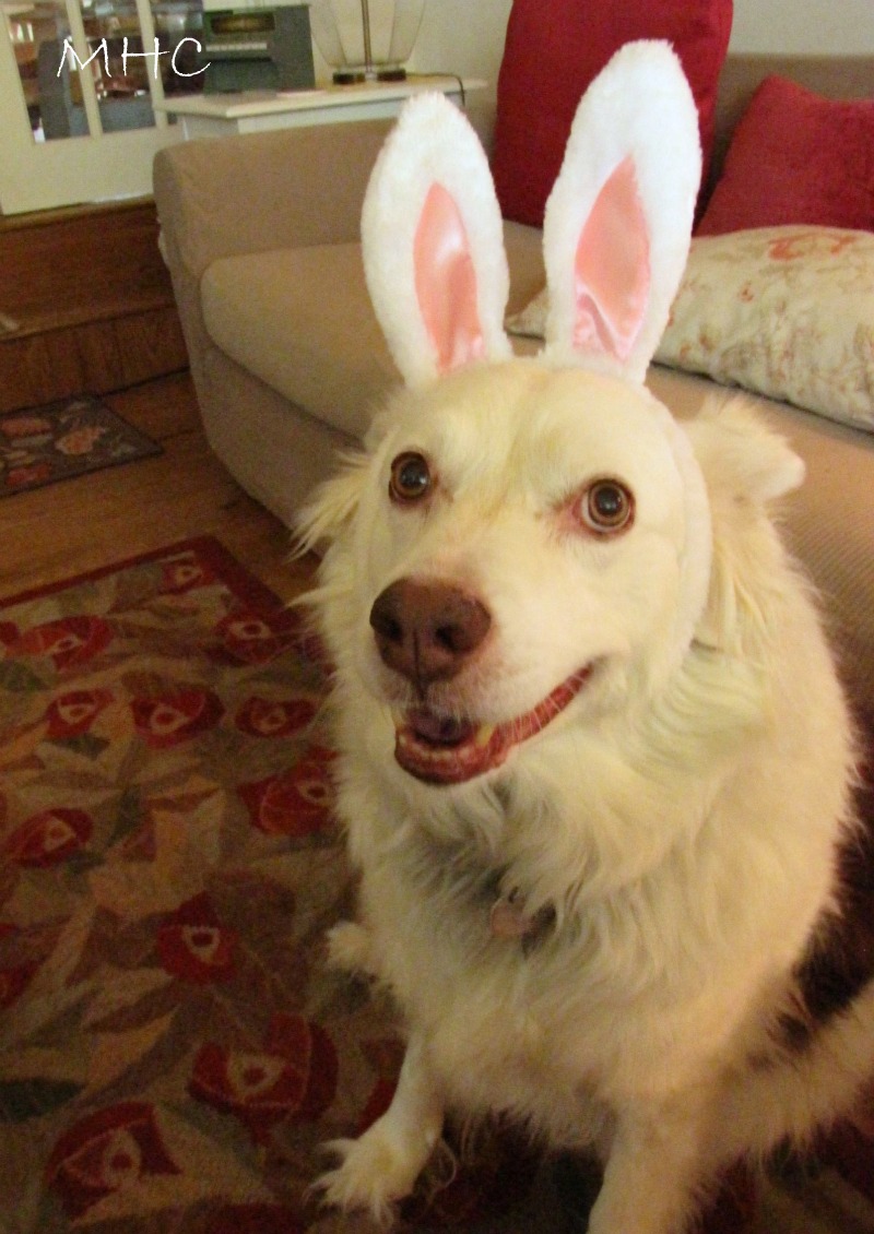 The Easter Bunny A Story in Pictures