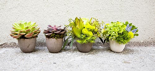 flores baratas jardim:Jardim-fácil-barato-suculentas-decoração-jardim-jardim-sustentécel flores baratas jardim:Jardim-fácil-barato-suculentas-decoração-jardim-jardim-sustentécel