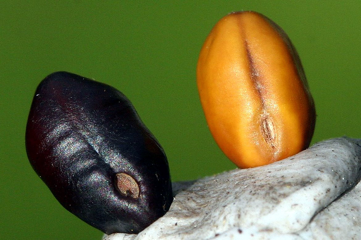 Botany word of the day Hilum The scar on a seedcoat where it has