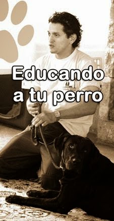 UN PERRO EDUCADO