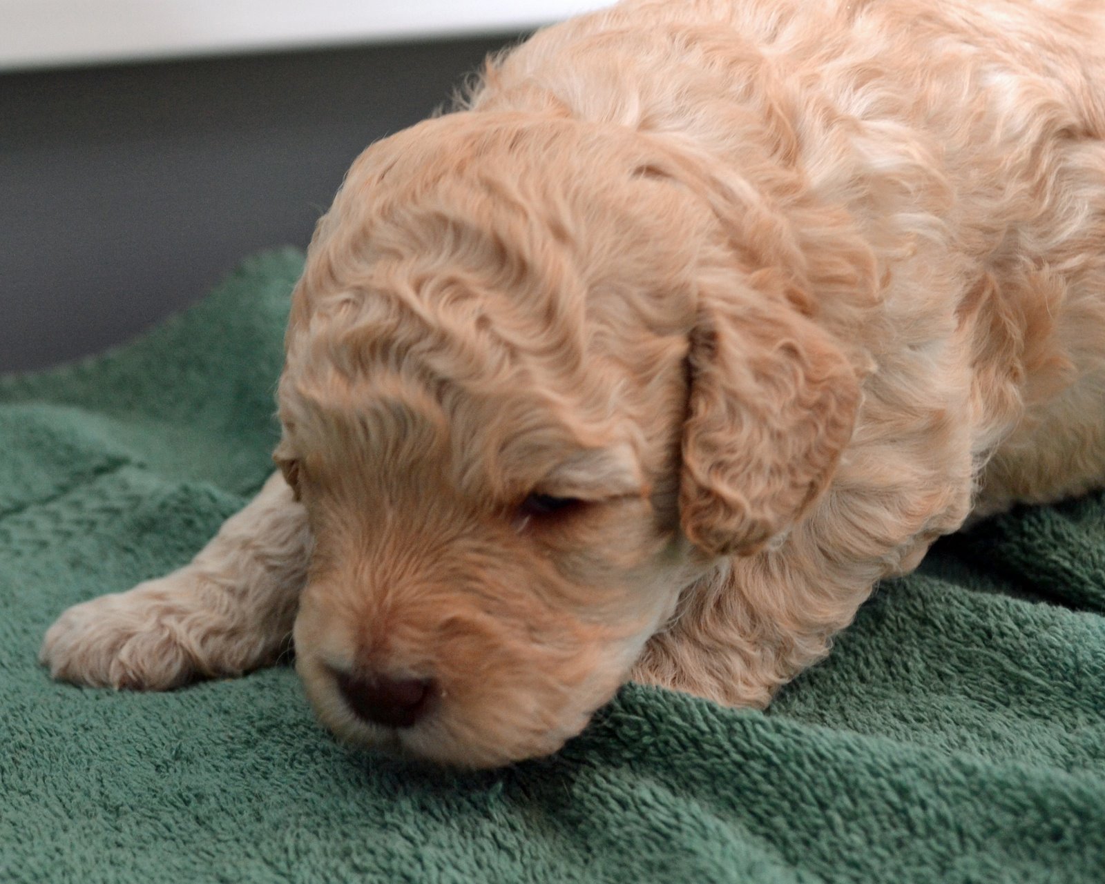 Golden Gate Labradoodles Authentic Australian Labradoodles Caramel