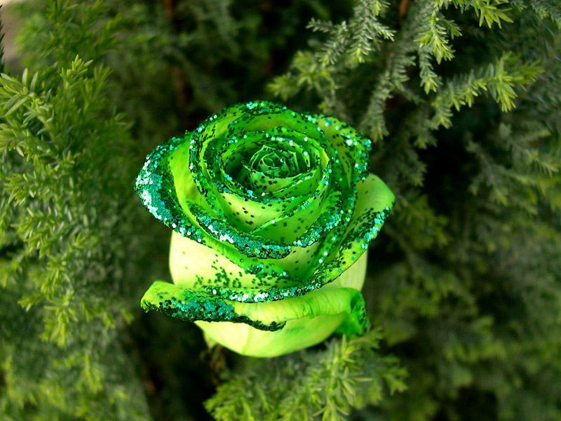 My Amazing Things Blog: Beautiful flowers