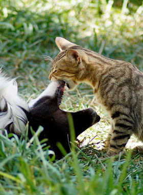 Como el perro y el gato