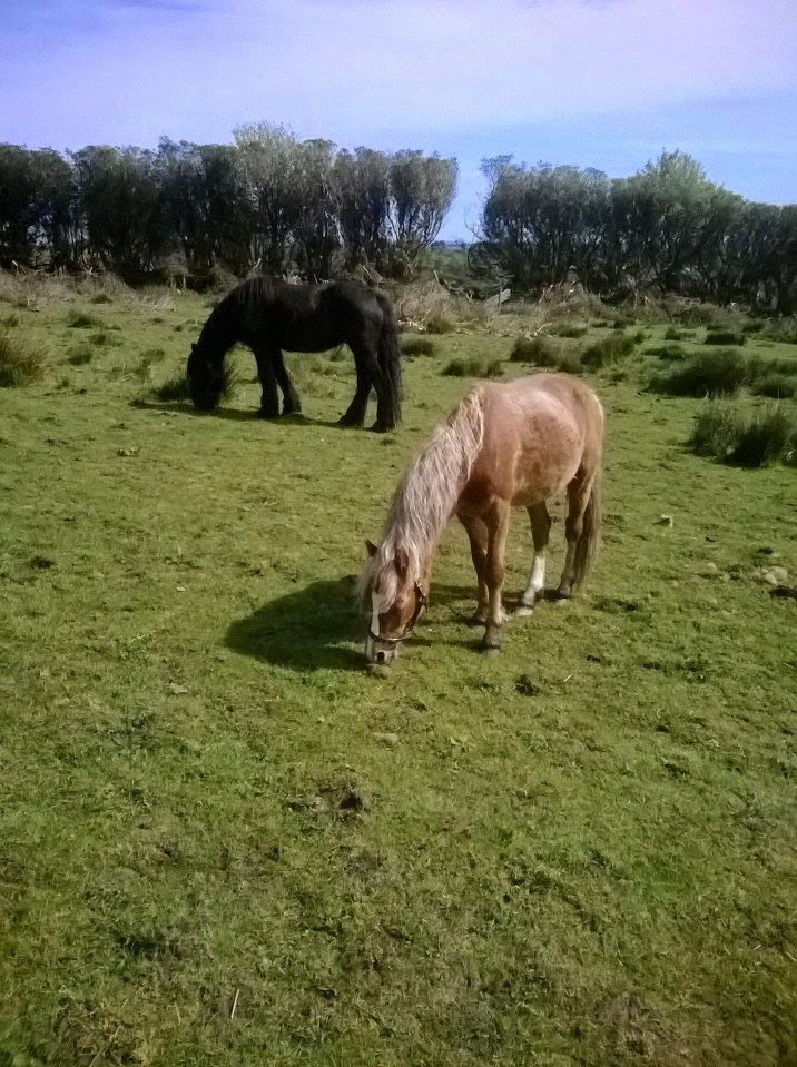 Ollie & Tammy