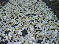 Pantai Pangandaran musim Ikan Kwer Pantai Pangandaran musim Ikan Kwer