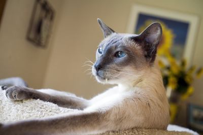 Siamese Cats Information