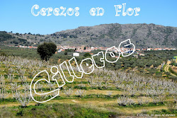 CEREZOS EN FLOR EN CILLEROS