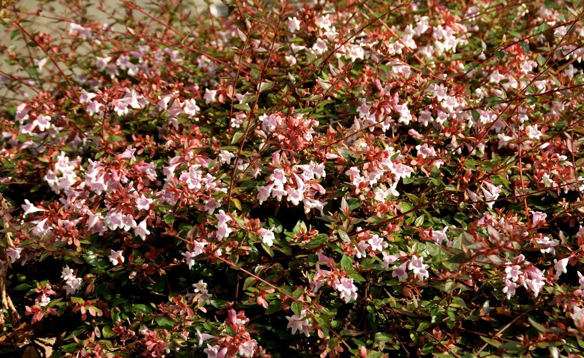 A Photo A Thought Plant Glossy Abelia