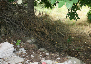 Some of the detritus from the snow damage Some of the detritus from the snow damage