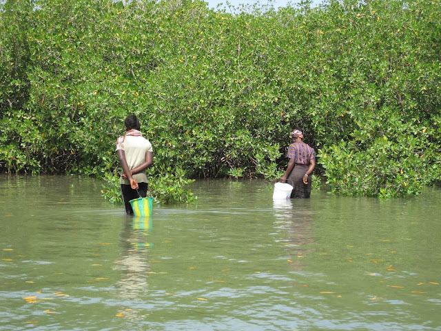 Mujeres marisqueando en La Somone