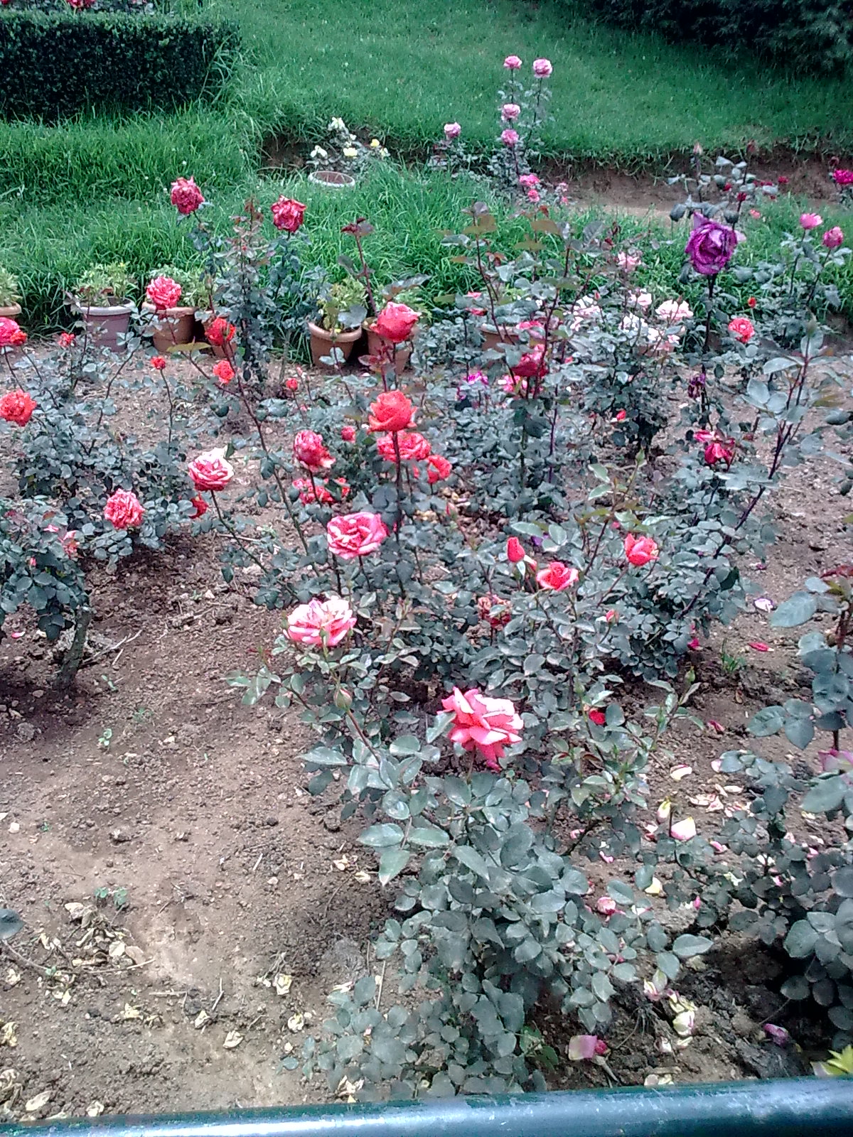 Garden Care Simplified The Beautiful Rose Garden in Ooty