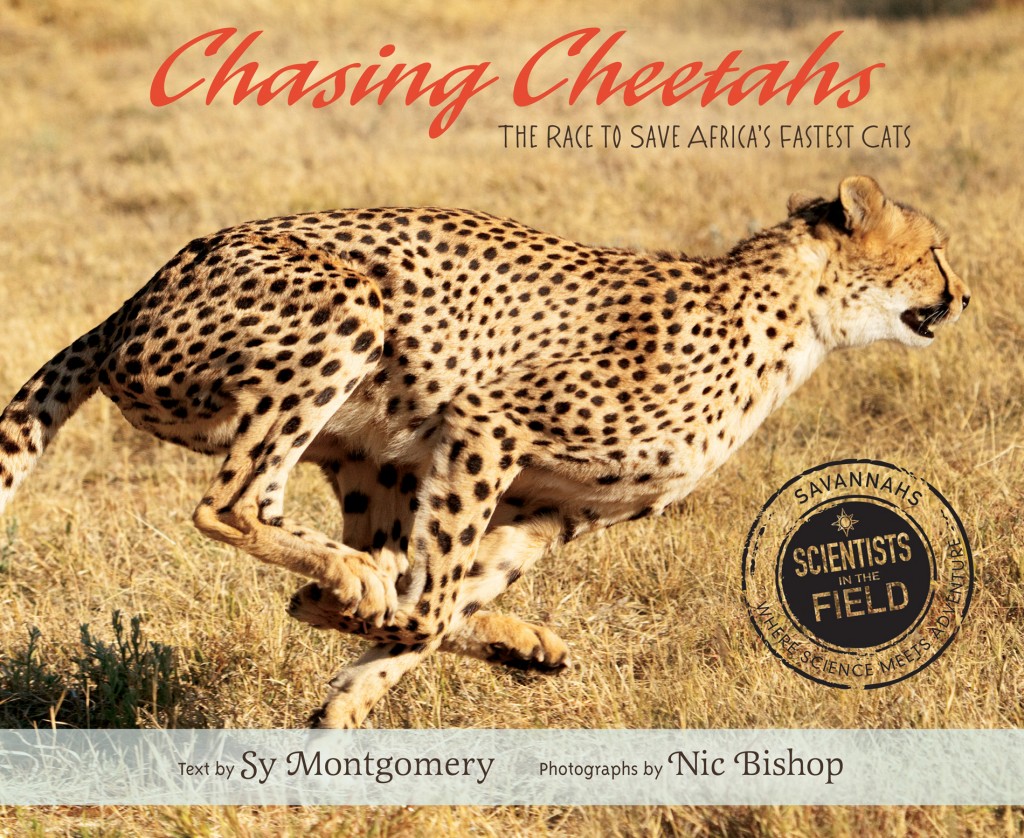 an introduction to cheetahs the fastest of felines The world’s fastest cat he world’s fastest land animal is the cheetah and how it can run up to 70 mph however, did you know feline fun cheetah facts. an introduction to cheetahs the fastest of felines The world’s fastest cat he world’s fastest land animal is the cheetah and how it can run up to 70 mph however, did you know feline fun cheetah facts.