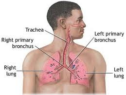 Ct+scan+chest+tutorial
