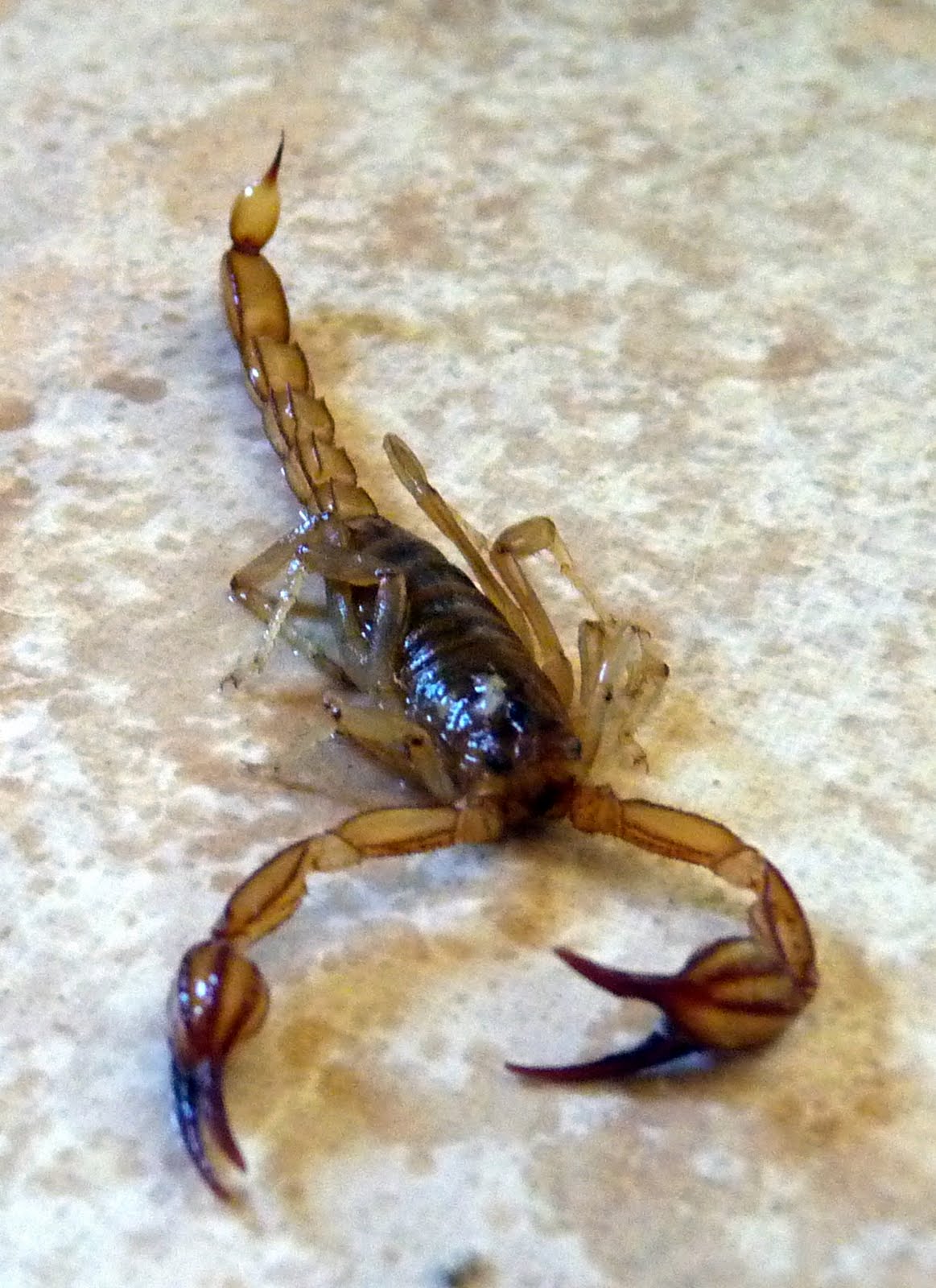 scorpion headpiece