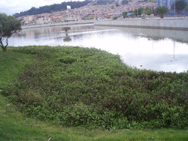 MEDIO AMBIENTE Y HUMEDALES BOGOTANOS Humedal del Burro