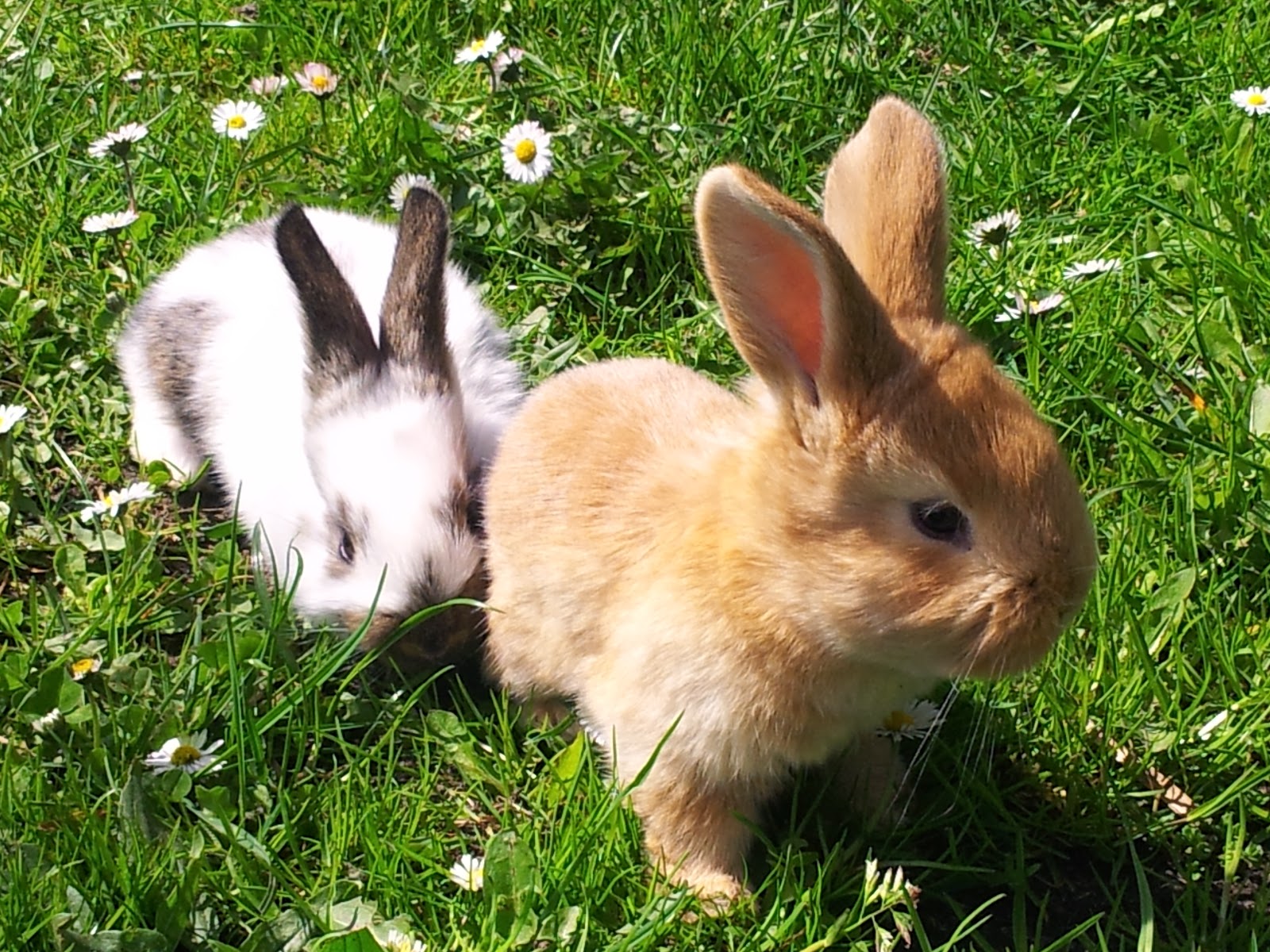 Createyourthings Hasenbabys