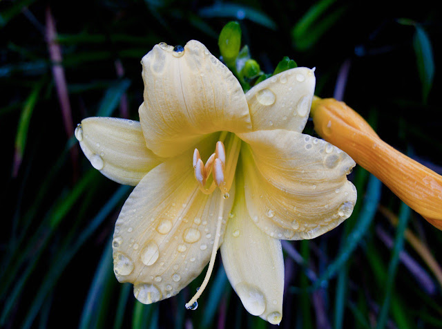 White Flowers