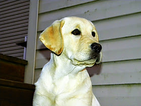 Nicki, AKC Labrador Retriever