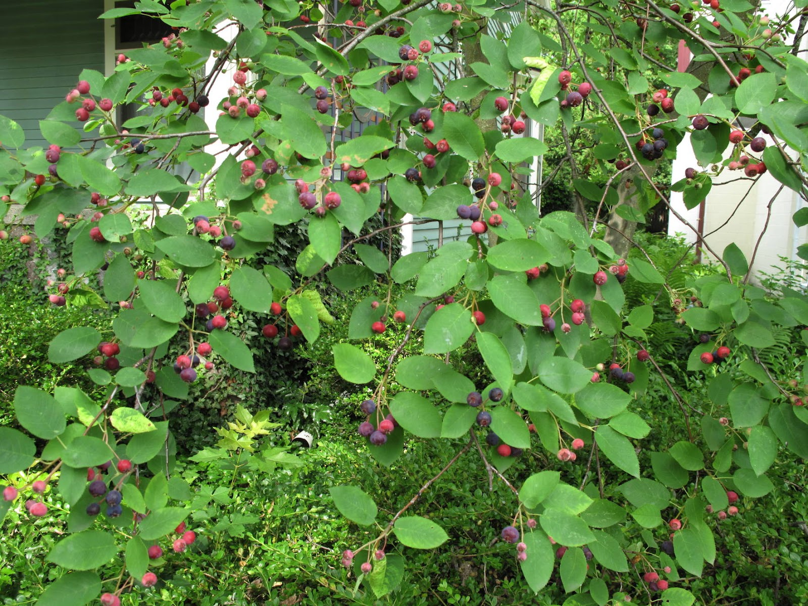 Garden Musings from Memphis Area Master Gardeners Serviceberry Tree