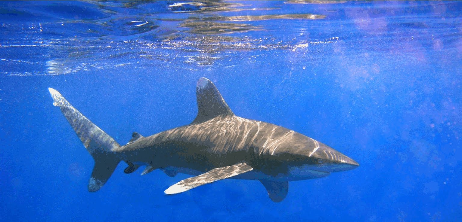 Tiger Shark Vs Great White Size P O19 Tiger Shark Vs Great White Size P O19