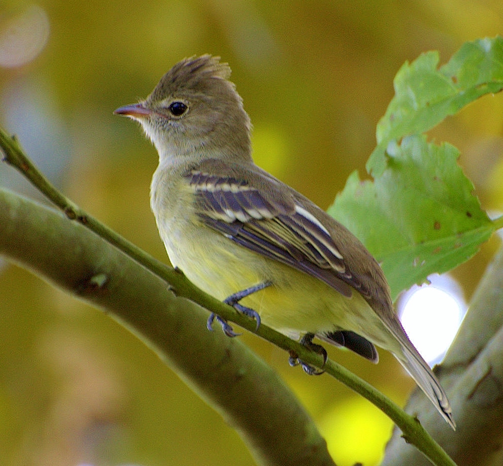 Birds of the World Yellowbellied elaenia