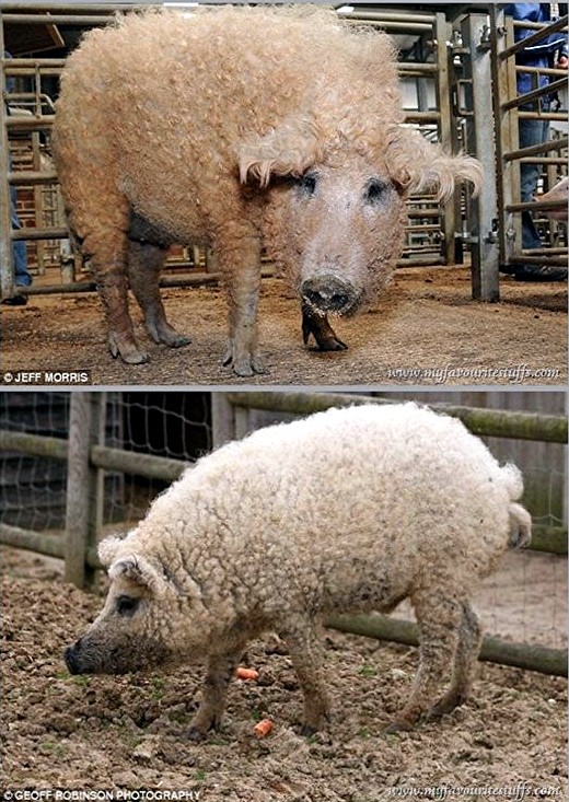 Sheep Pig Hybrid