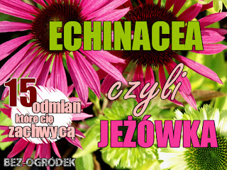 echinacea czyli jeżówka